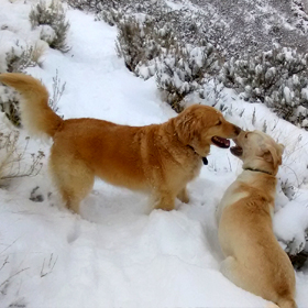 Off-Leash Hikes in Salt Lake City